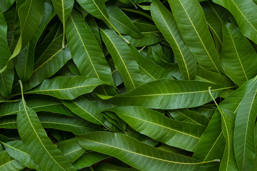 Green leaf background, Mango leaf background