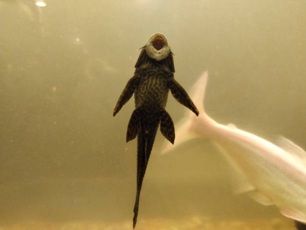 istock Close-up of sucker fish in tank 1127343835