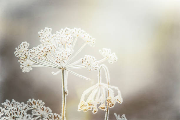 imágenes de la naturaleza del invierno. estaciones del año. enfoque selectivo. naturaleza. - heart shape snow ice leaf fotografías e imágenes de stock