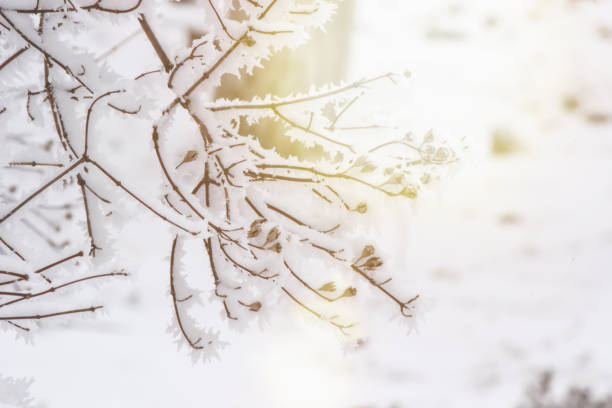 istock winter nature pictures. Seasons. Selective focus. Nature. 1127343927
