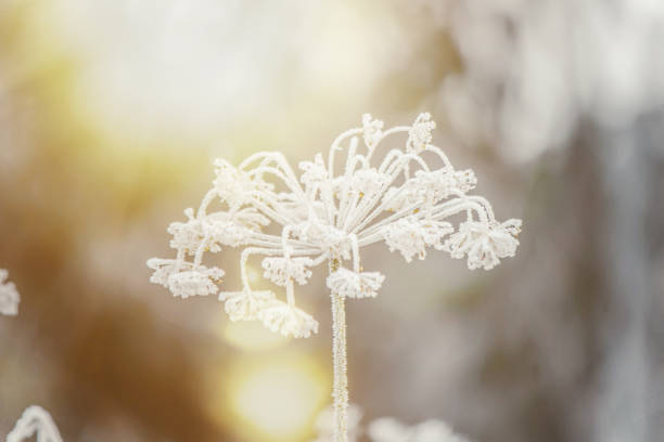 photgraphies de l’hiver. saisons. mise au point sélective. nature. - heart shape snow ice leaf photos et images de collection