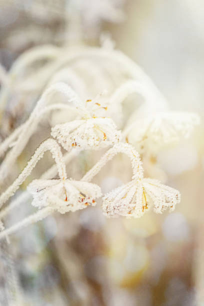 imágenes de la naturaleza del invierno. estaciones del año. enfoque selectivo. naturaleza. - heart shape snow ice leaf fotografías e imágenes de stock