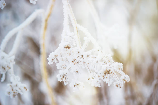 istock winter nature pictures. Seasons. Selective focus. Nature. 1127343954
