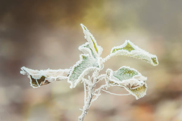 imágenes de la naturaleza del invierno. estaciones del año. enfoque selectivo. naturaleza. - heart shape snow ice leaf fotografías e imágenes de stock