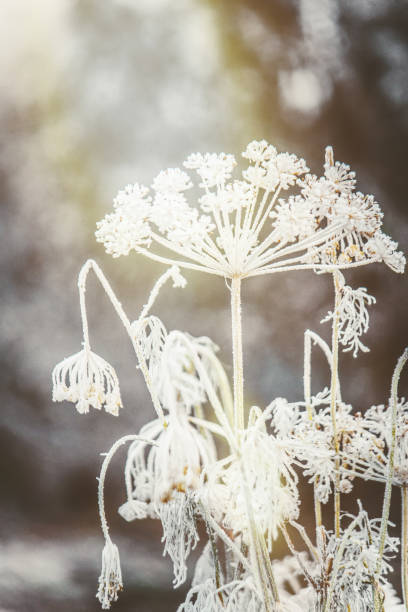 photgraphies de l’hiver. saisons. mise au point sélective. nature. - heart shape snow ice leaf photos et images de collection