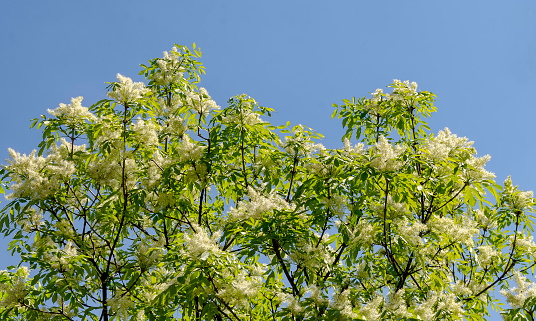 Closeup of Japanese tree lilac or Syringa reticulata tree full of flowers in the springtime, Lozen mountain, resort village Pancharevo, Sofia, Bulgaria