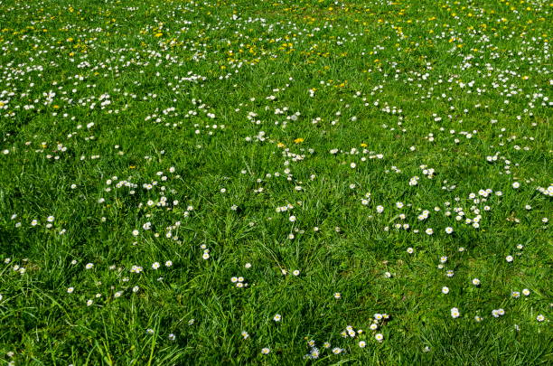 frühling-wiese mit weißen margeriten und gelbe löwenzahn oder tarataxum officinale blüte, lozen mountain resort dorf pantscharevo - dandelion wildflower field flower stock-fotos und bilder