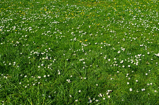 Springtime meadow with white daisies and yellow dandelion or tarataxum officinale bloom, Lozen mountain, resort village Pancharevo, Sofia, Bulgaria