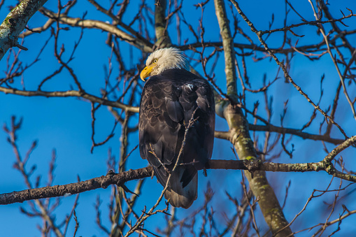 Eagle Perched in a tree hunting.