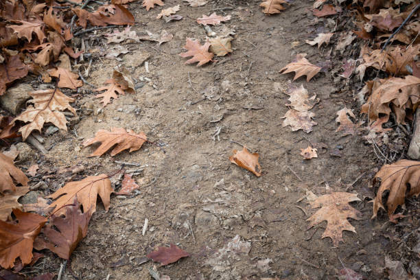 istock close up of brown maple leaves lying on forest ground pathway 1127346958
