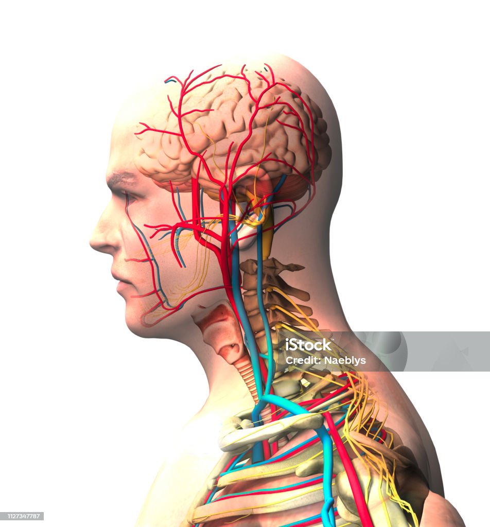 Mann gesehen von der Seite, Gehirn, Gesicht, Röntgenblick von Arterien und Venen, Wirbelsäule und Brustkorb - Lizenzfrei Blutgefäß Stock-Foto