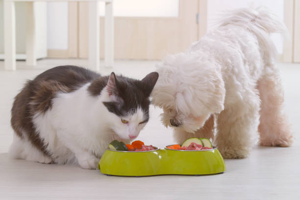 犬と猫のボウルの自然食品を食べる - pet food animals feeding cat food cat bowl ストックフォトと画像