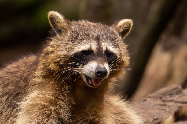 istock A raccoon looks straight into the camera 1127348476