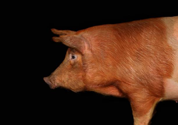 Close-up profile of head and front of Yorkshire Duroc crossed sow isolated on black with room for copy