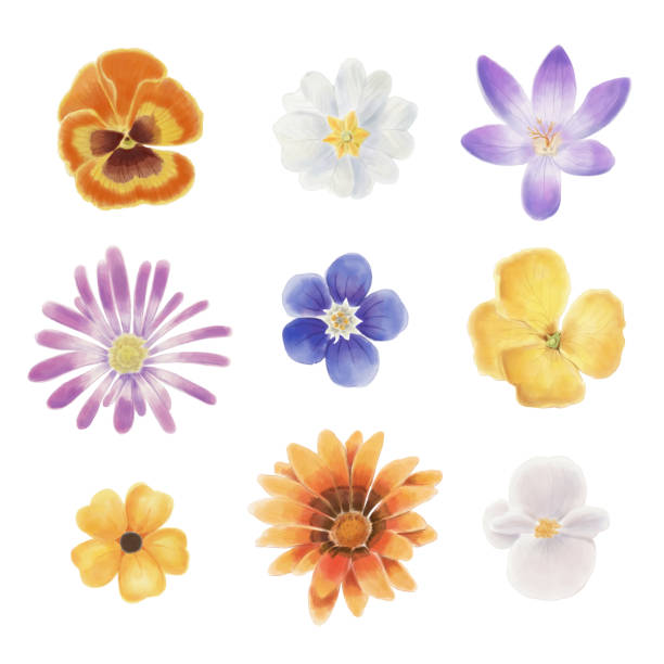 Watercolor spring flowers Watercolor spring flowers isolated on a blank background pansy stock illustrations