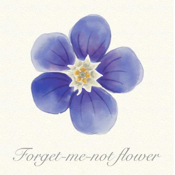 ilustraciones, imágenes clip art, dibujos animados e iconos de stock de tarjeta de flor nomeolvides acuarela azul - myosotis sylvatica