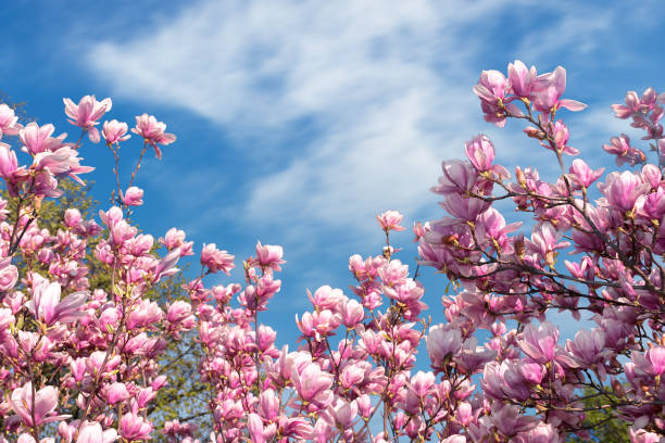розовый цветок магнолии весной - spring magnolia flower sky стоковые фото и изображения