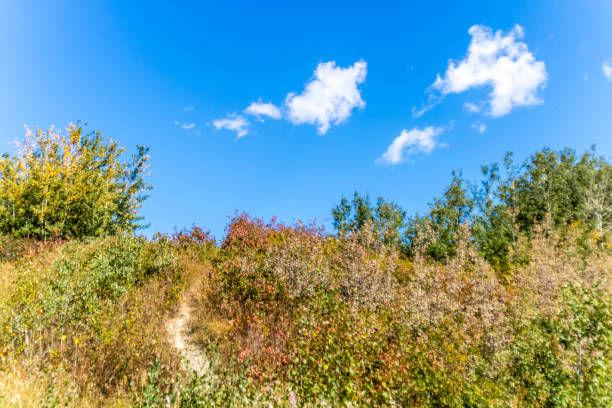 istock Fall colours set against a blue sky, Dickson Point Provincial Recreation Area, Alberta, Canada 1127351889