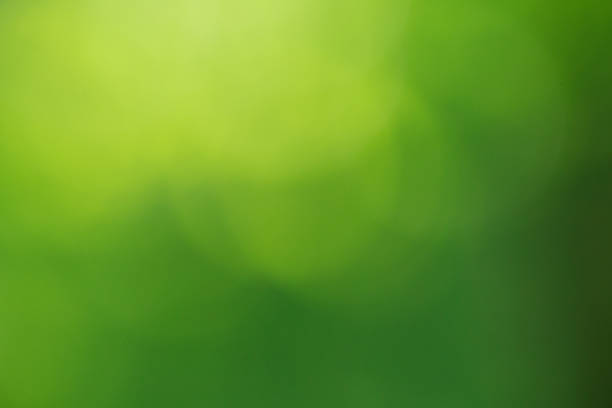 istock Green bokeh background from nature forest out of focus 1127351993