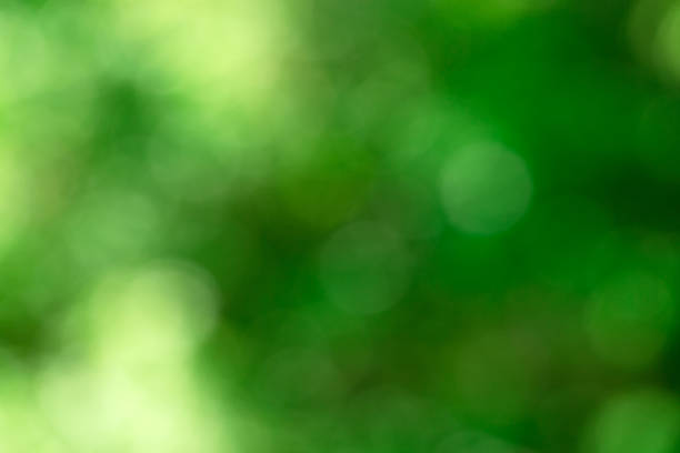istock Green bokeh background from nature forest out of focus 1127351994