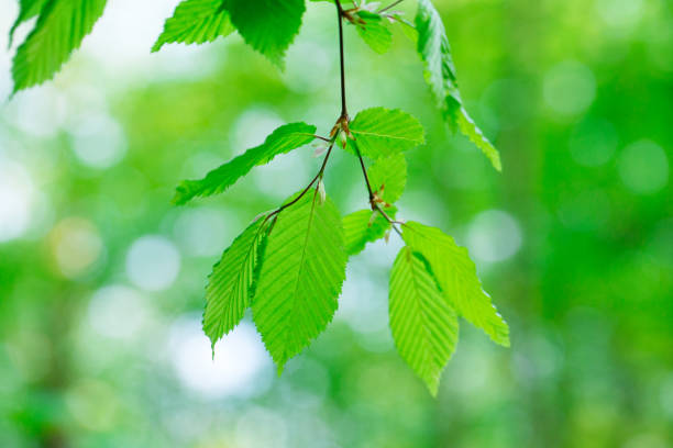 istock green leaves on the summer forest 1127352001