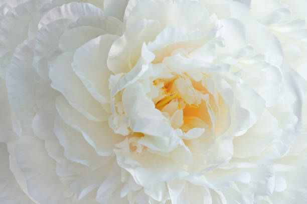 istock fresh white peony flowers bakcground 1127353477