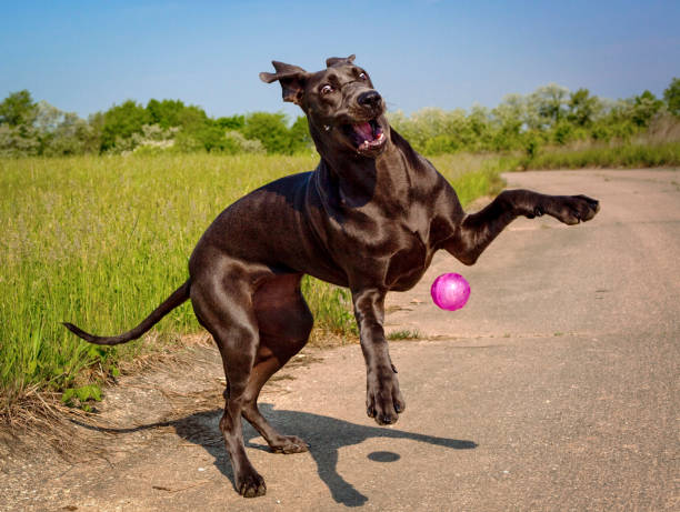 A silly blue great Dane puppy plays with her pink ball A silly and goofy blue colored great Dane puppy plays with her bouncy pink ball outside american dog stock pictures, royalty-free photos & images