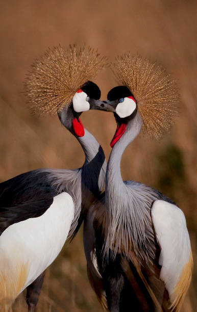 dois guindastes coroados face a face - mating ritual - fotografias e filmes do acervo