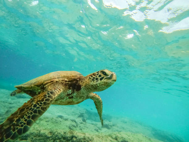 istock Turtle swimming in the ocean 1127356747