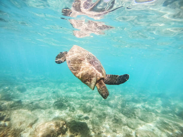 istock Turtle swimming in the ocean 1127356773
