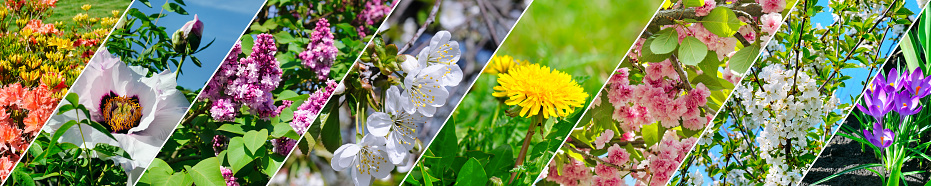 Blooming cherry, peonies, dandelions and other spring flowers. Panoramic collage. Wide image.