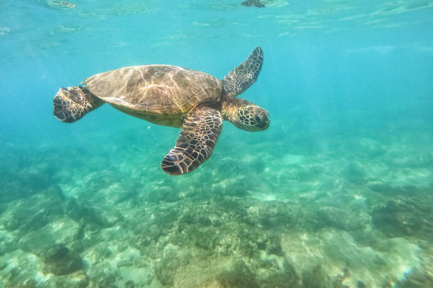 istock Turtle swimming in the ocean 1127356782
