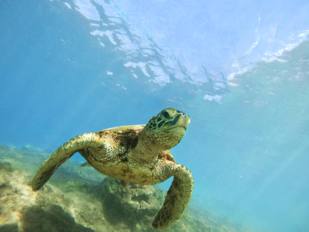istock Turtle swimming in the ocean 1127356815