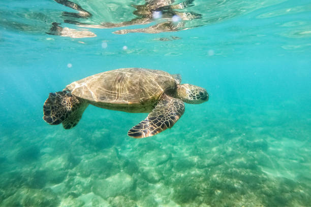 istock Turtle swimming in the ocean 1127356835