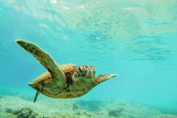 istock Turtle swimming in the ocean 1127356861