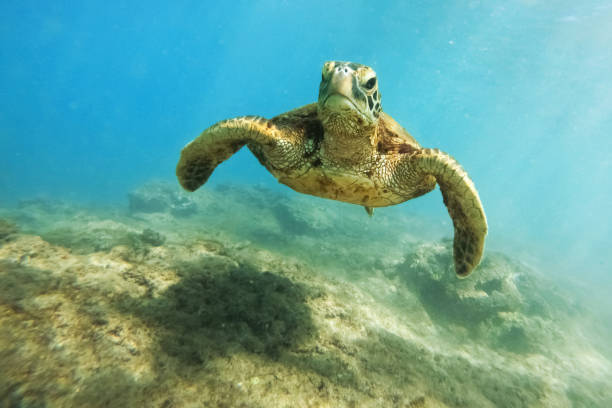 istock Turtle swimming in the ocean 1127356895
