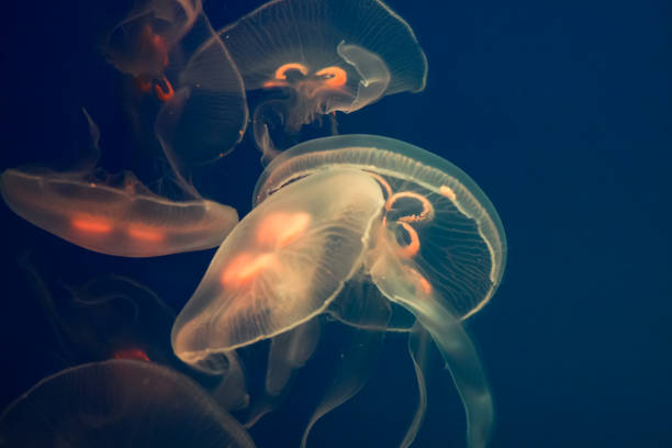 istock Aurelia aurita jellyfish in aquarium 1127357142