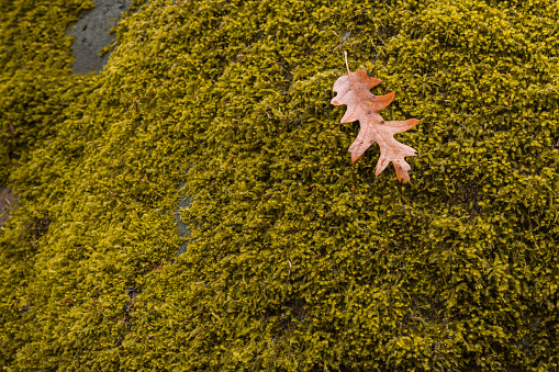 Una seca hoja caídos en musgo en el otoño photo