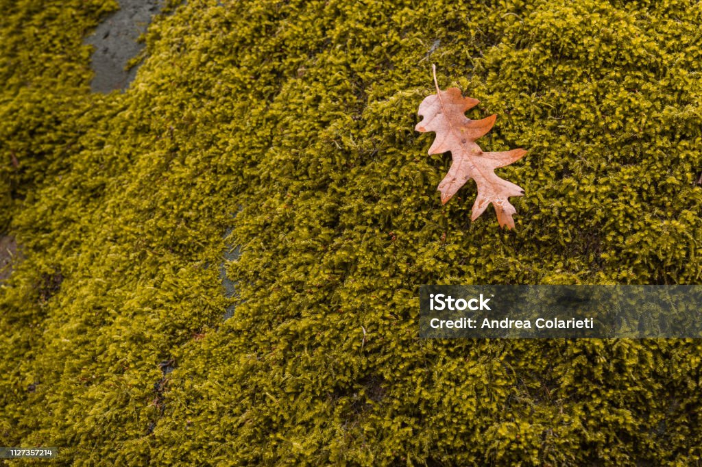 A dry leaf fallen on moss in the autumn Autumn Stock Photo