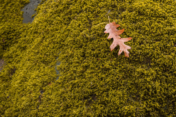 A dry leaf fallen on moss in the autumn A dry leaf fallen on moss in the autumn albero stock pictures, royalty-free photos & images