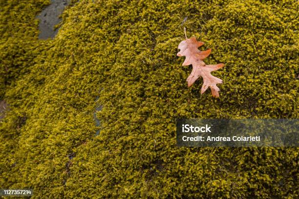 A Dry Leaf Fallen On Moss In The Autumn Stock Photo - Download Image Now - Autumn, Beauty, Beauty In Nature
