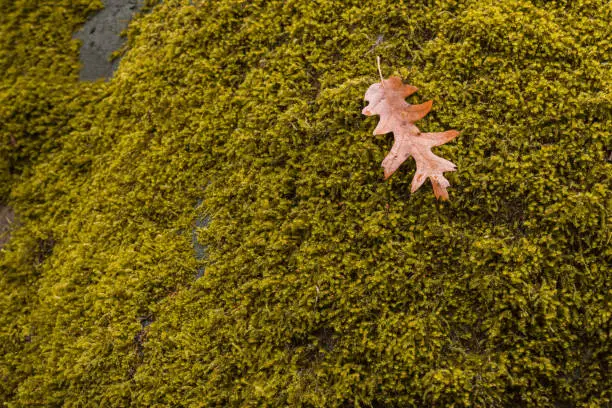 Photo of A dry leaf fallen on moss in the autumn