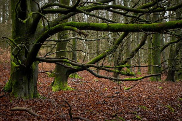 Landscape,Woodland,Nature,Autumn