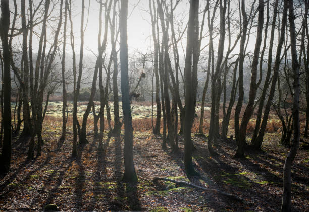 istock Winter Woodland Landscape 1127357905