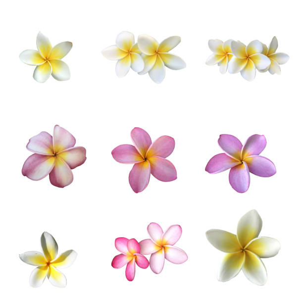 fiori frangipani isolati - frangipanni foto e immagini stock