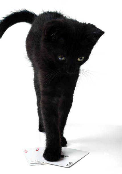 Black kitten standing on playing cards. Isolated on a white background.
