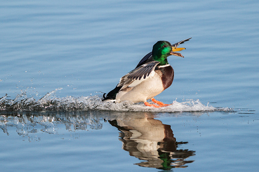 Male Mallard Duck Splashing Water as he Lands in a Lake