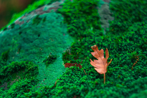 Una seca hoja caídos en musgo en el otoño photo