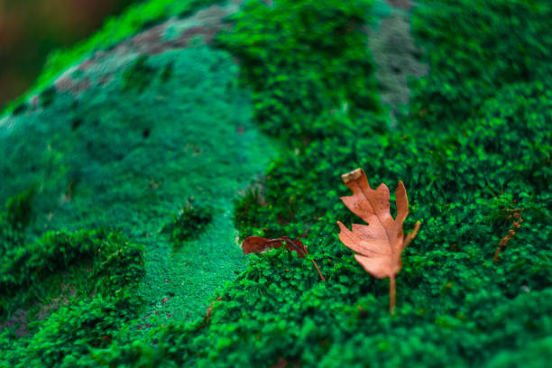 A dry leaf fallen on moss in the autumn