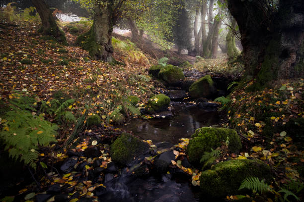 istock Autumn Woodland Landscape 1127360410